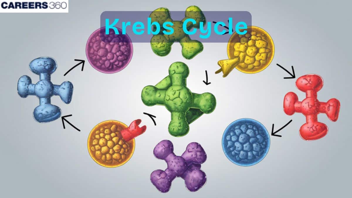Krebs Cycle Or Citric Acid Cycle: Biochemistry, Metabolism, Enzymes